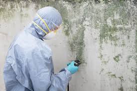 Trusted Wills Point, TX Mold Remediation Experts